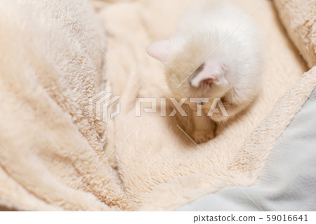 小貓4週齡受保護的貓 小貓4週齡受保護的貓 59016641