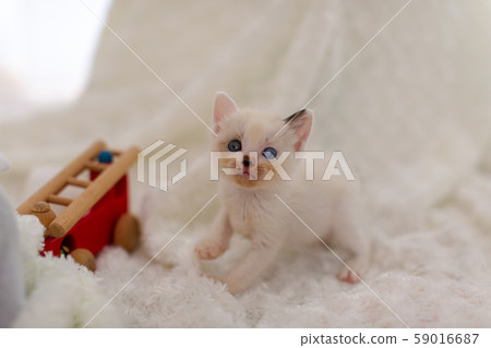 Kitten 4 weeks old Protected cat 59016687