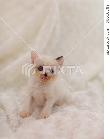 Kitten 4 weeks old Protected cat 59016688