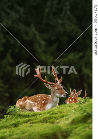 Deers near the Forest Deers near the Forest 59017179