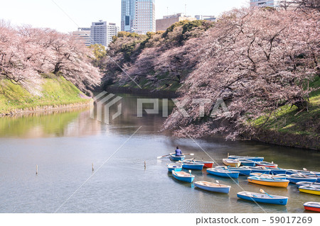 cherry blossom at chidori ga fuchi, tokyo, japan 59017269