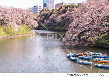 cherry blossom at chidori ga fuchi, tokyo, japan cherry blossom at chidori ga fuchi, tokyo, japan 59017270