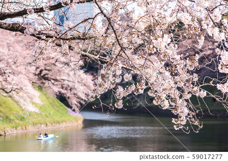 cherry blossom at chidori ga fuchi, tokyo, japan 59017277