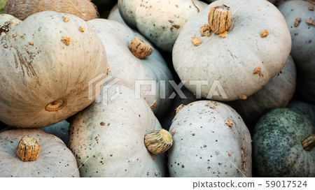 Heap of Blue Kuri Hokkaido Pumpkin, Cucurbita maxima 59017524