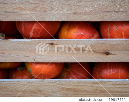 Heap of Red Hokkaido Pumpkins, Cucurbita maxima, In A Wooden Crate 59017531