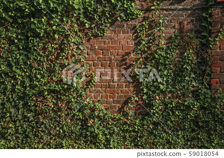 Orange brick wall and leafy bindweed at sunset Orange brick wall and leafy bindweed at sunset 59018054
