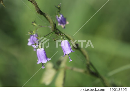 Ginseng Flower 3 Ginseng Flower 3 59018895