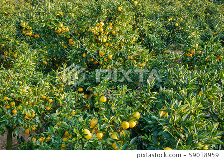 Orchard Orchard 59018959