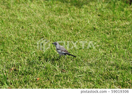 Hakusekirei Japanese Pied Wagtail 59019306
