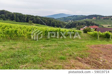 Summer Slovenian landscape near Maribor, Slovenia. Summer Slovenian landscape near Maribor, Slovenia. 59019714