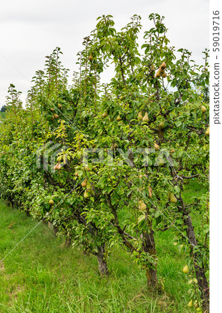Pear trees growing in Tuscany, Italy. Pear trees growing in Tuscany, Italy. 59019716