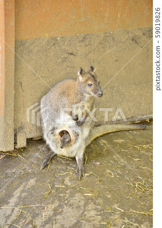 [Wallaby] Mother and baby wallaby in the mother's bag 59019826