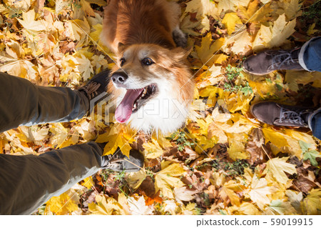 corgi on a walk corgi on a walk 59019915