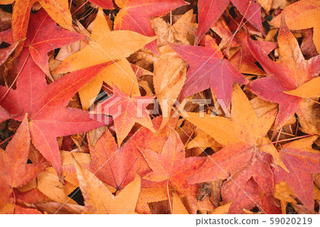 fall maple leaves background 59020219