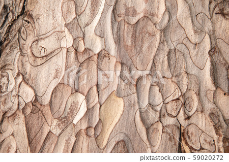 old pine tree bark texture old pine tree bark texture 59020272