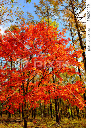 多彩的Okushina彩色的葉子 多彩的Okushina彩色的葉子 59020429