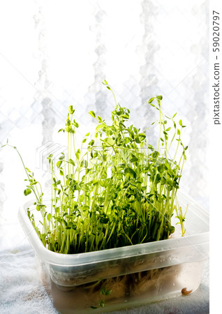 豆苗再生蔬菜 59020797
