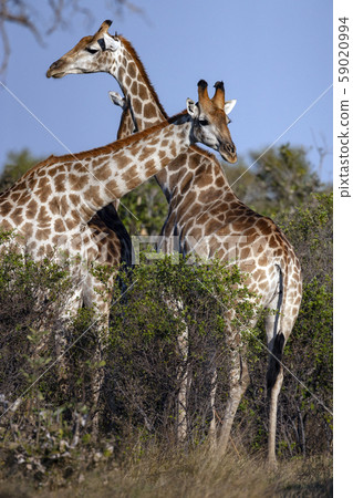 Giraffe in the Savuti region of Botswana 59020994