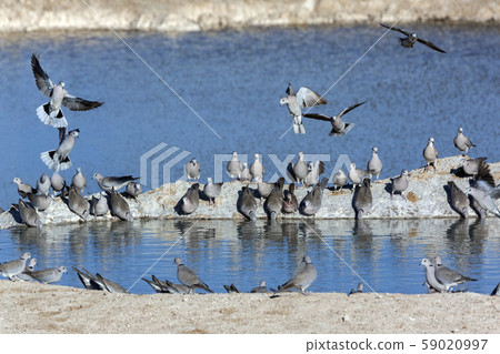 Cape Turtle Doves - Namibia - Africa 59020997