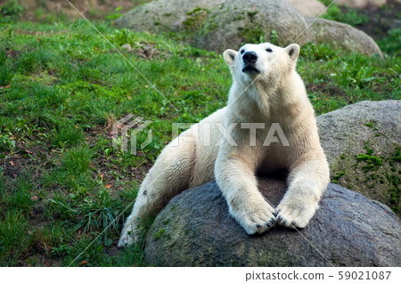 Portrait of polar bear lying on the rock 59021087