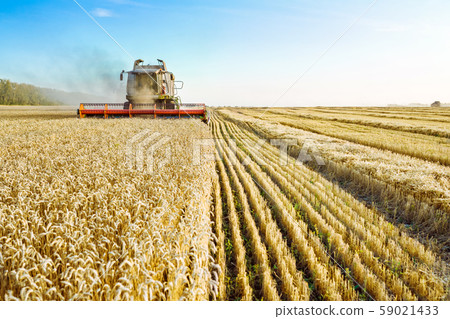 Combine harvester harvests ripe wheat. Ripe ears of gold field on the sunset cloudy orange sky Combine harvester harvests ripe wheat. Ripe ears of gold field on the sunset cloudy orange sky 59021433