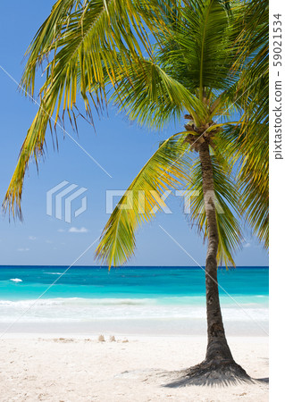 Palm Beach In Tropical Idyllic Paradise Island - Caribbean - Dominican Republic Punta Cana 59021534