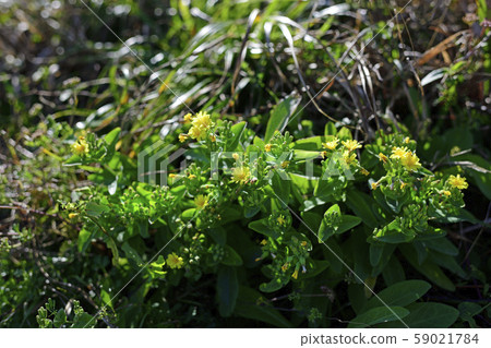 Congratulations Congratulations 59021784