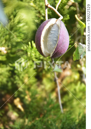 Akabane noodles Akabane noodles 59022529