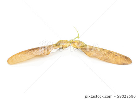 Wined brown samara achene isolated on white Wined brown samara achene isolated on white 59022596