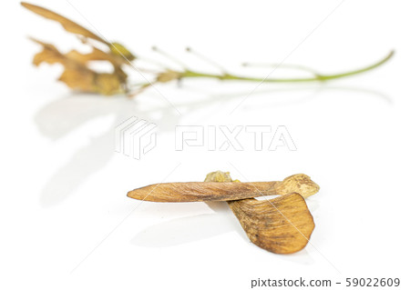 Wined brown samara achene isolated on white 59022609