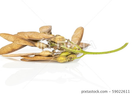 Wined brown samara achene isolated on white 59022611