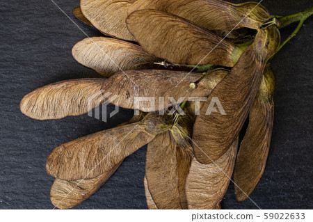 Wined brown samara achene on grey stone Wined brown samara achene on grey stone 59022633