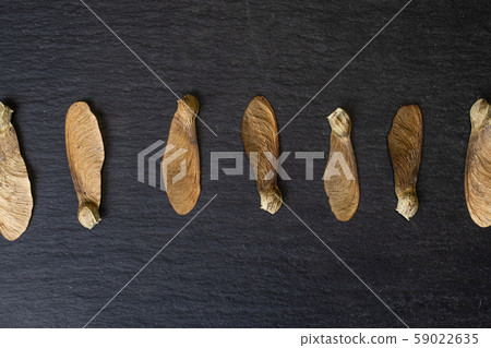 Wined brown samara achene on grey stone Wined brown samara achene on grey stone 59022635
