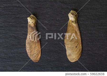Wined brown samara achene on grey stone Wined brown samara achene on grey stone 59022638