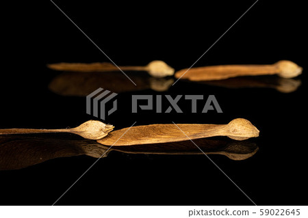 Wined brown samara achene isolated on black glass Wined brown samara achene isolated on black glass 59022645