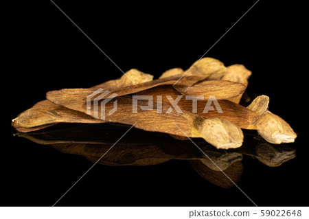 Wined brown samara achene isolated on black glass 59022648