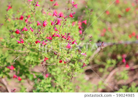 Cherry sage flowers Cherry sage flowers 59024985