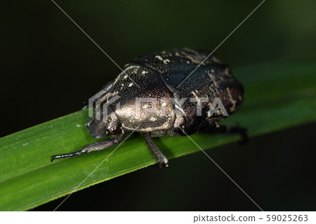 It seems that the creature is an insect, the white clam, without visiting the flowers. It seems that the creature is an insect, the white clam, without visiting the flowers. 59025263