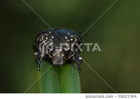 活物昆蟲白松南浦裡的頭頂筆直是外表上的一大特色。 59025304