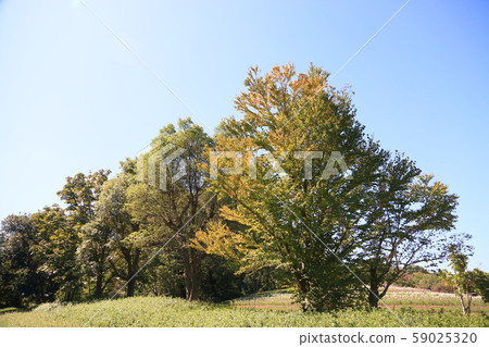 Katsura yellow leaves Katsura yellow leaves 59025320