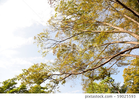 Autumn fresh blue sky 59025593