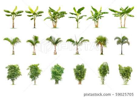 isolated big Banana,palm,bamboo tree on White isolated big Banana,palm,bamboo tree on White 59025705