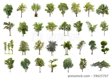 Isolated big tree on white background ,The Isolated big tree on white background ,The 59025707