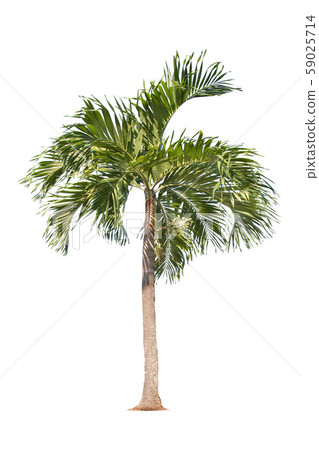isolated big palm tree on White Background. isolated big palm tree on White Background. 59025714