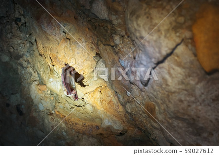 A brown bat hangs upside down in a cave. Night 59027612