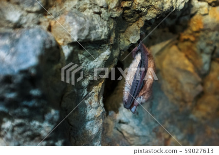 A brown bat hangs upside down in a cave. Night 59027613