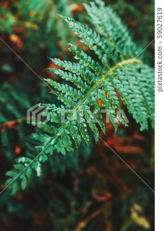 Fern leaf in the autumn forest of the Caucasus. 59027619