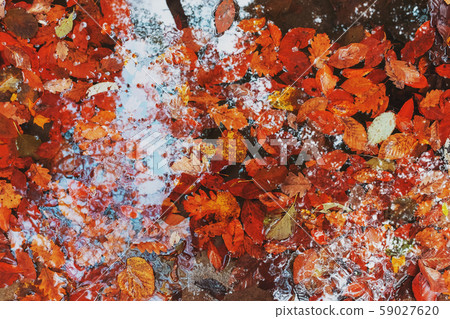 Autumn orange leaves on the ground near a stream Autumn orange leaves on the ground near a stream 59027620