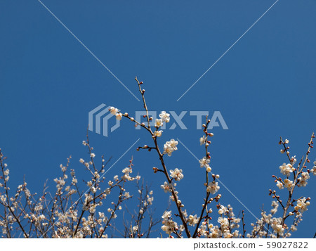 Plum blossom white plum hakubai 59027822