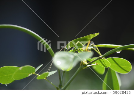 Sesujitsumushi和惠比壽草 Sesujitsumushi和惠比壽草 59028435